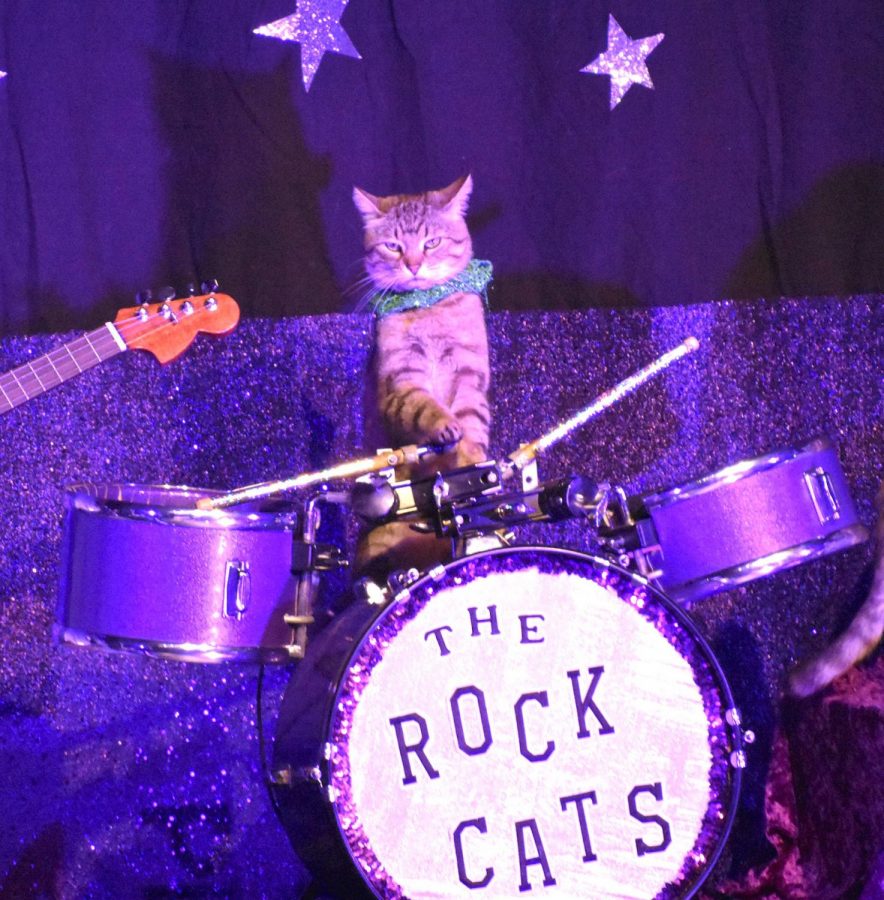 Abandoned cats taught to perform in a circus