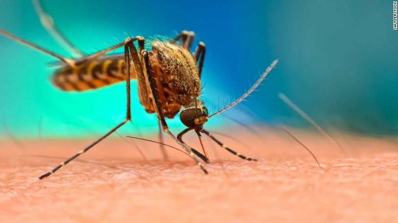 Malaria can now be stopped by genetically modified fungus
