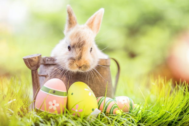 A Picture of a Bunny in a Watering can, surrounded by eggs.