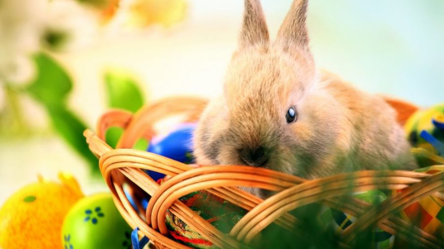 Picture+of+a+Bunny+in+a+Basket.
