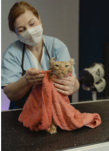 Photo of a veterinarian in a mask grooming a cat wrapped in a towel. 