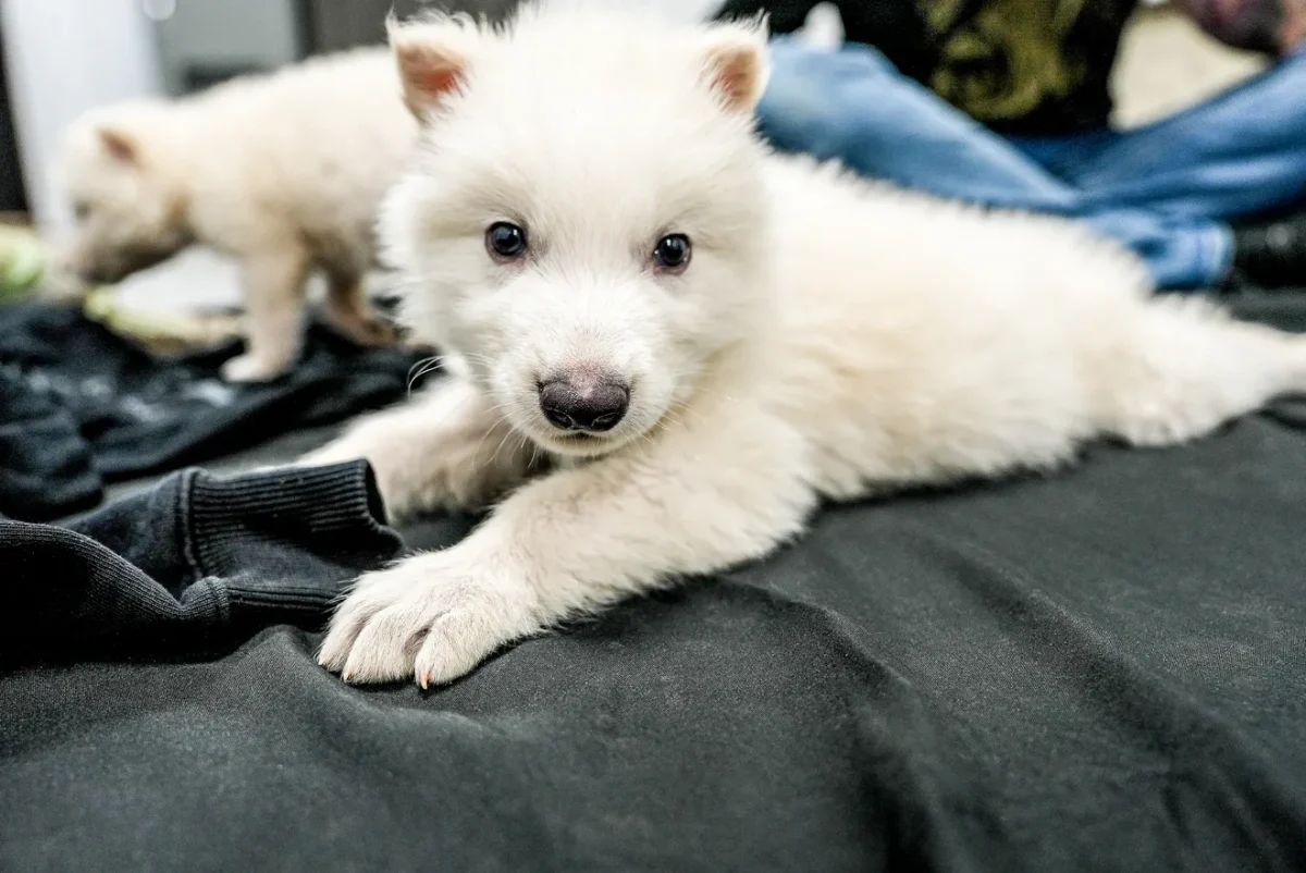 Photo of the dire wolf pups, provided by the Colossal Biosciences Company.