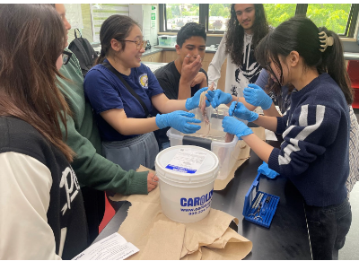 A photo of the natural resources club in action dissecting squids.