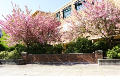 Photo of the cherry blossoms at RHS. 
(Photo credit: Dulce Drake)